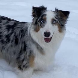 Gemma - Australian Shepherd