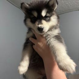 Pink Collar - Marshmallow - Black and white female Siberian Husky puppy in Paola, Kansas from East Inn Huskies
