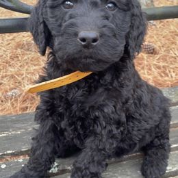 Labradoodles from Willow Springs Doodles