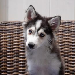 Sterling - Black and white male Pomsky puppy in Mesa, Arizona from Platinum Pomskies