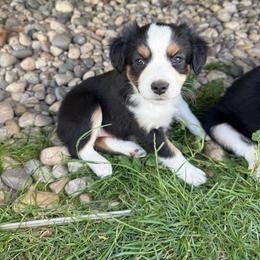 Sadie - Black tri female Miniature Australian Shepherd puppy in Marion, Michigan from Highland Hills Mini Aussies