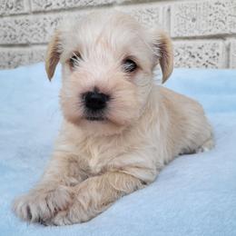 Boy 1 - Wheaten male Miniature Schnauzer puppy in Crestview, Florida from Mert's Creek Miniature Schnauzers