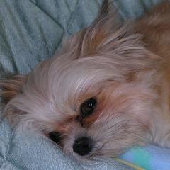 Mi-Kis from Top of the Line Mi-kis