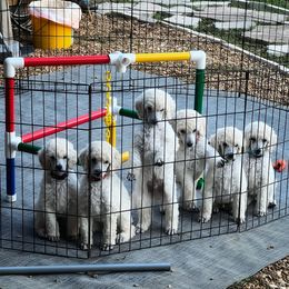 Chinese Crested and Poodle Puppies from Sommer Standards & Chinese Cresteds
