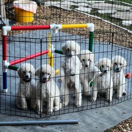 Chinese Crested and Poodle Puppies from Sommer Standards & Chinese Cresteds