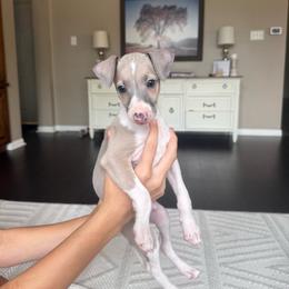 Joey Fatone - White and blue fawn male Italian Greyhound puppy in Texas from Italian Greyhounds of Frisco
