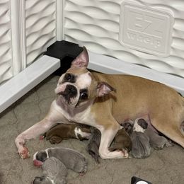 Eleanor - Boston Terrier