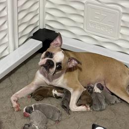 Eleanor - Boston Terrier
