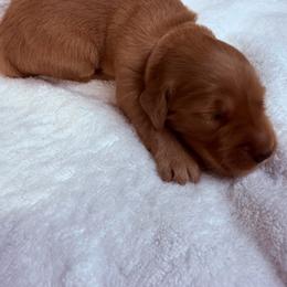 Bell (light pink female) - Dark golden female Golden Retriever puppy in Stigler, Oklahoma from Red MAX Golden Retrievers