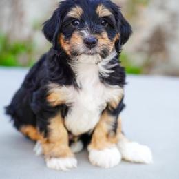 Inky - Tri-color male Bernedoodle puppy in Dundee, Ohio from Down Home Doodle