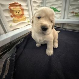 Golden Retriever Puppies from Amore Doro’ N Marshell Golden’s