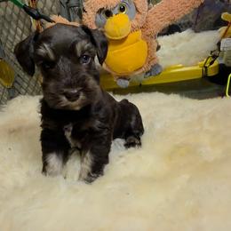 Suki bluish eyes - Liver female Miniature Schnauzer puppy in Panama City, Florida from Emerald Coast Schnauzers
