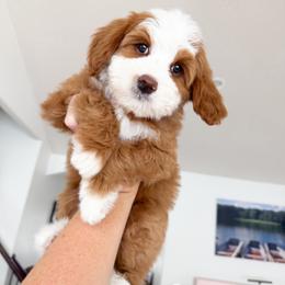 Luna - Red female Bernedoodle puppy in South Jordan, Utah from Wonderful World Doodles