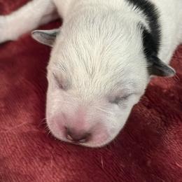 KF1 - Blue speckled female Australian Cattle Dog puppy in Libby, Montana from RnB Cattle Dogs LLC