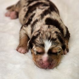 Nemo - Red merle male Miniature Australian Shepherd puppy in Mc Alester, Oklahoma from Angel's Aussies