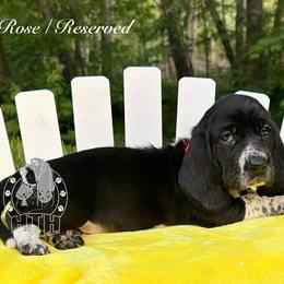 Rose - Black and white female Basset Hound puppy in Dingess, West Virginia from Tuckers' Howling Hounds