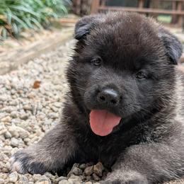 Nebula's Girl 2 - Black female Akita puppy in South Carolina from Sierra Mountain Akitas