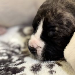 American Staffordshire Terriers from Àine Amstaffs