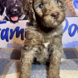 Saturn - Merle female Labradoodle puppy in Kingston, Georgia from CC Familydoodles