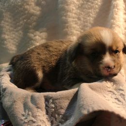 Spicy - Pembroke Welsh Corgi puppy from Covered Bridge Corgis