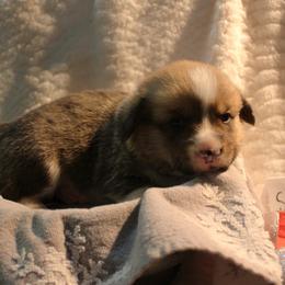Spicy - Pembroke Welsh Corgi puppy from Covered Bridge Corgis