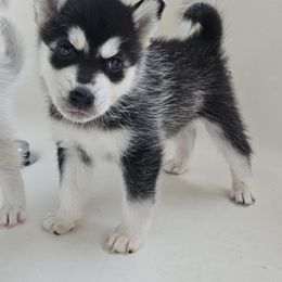 Pomsky Puppies from Peoria Pomskies