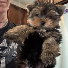 Tiny boy - Black and tan male Yorkshire Terrier puppy in Riverside, California from Playful Puppies