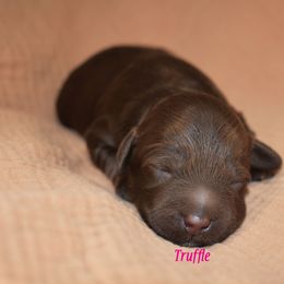 Truffle - Chocolate female Australian Labradoodle puppy in York, Pennsylvania from Frosty Hill Australian Labradoodles