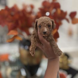 Dennys - Red  male Poodle puppy in Miami, Florida from Poodles 4 Life