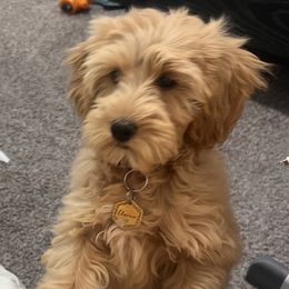 Goldendoodles from Willow Toldree Doodles