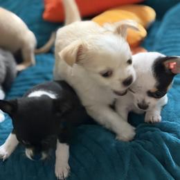 Gem - Cream and white male Chihuahua puppy in Amity, Pennsylvania from Rhoda and Verna