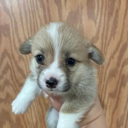 Jane - Red female Pembroke Welsh Corgi puppy in Delton, Michigan from CorGizmo