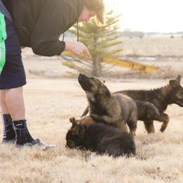 German Shepherd Puppies from Journey's German Shepherds (Kennel Vom Himmel)