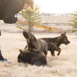 German Shepherd Puppies from Journey's German Shepherds (Kennel Vom Himmel)