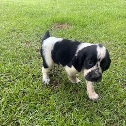 Boy 1 blue - Black and white male English Springer Spaniel puppy in Bonifay, Florida from Sherrouse English Springer Spaniels