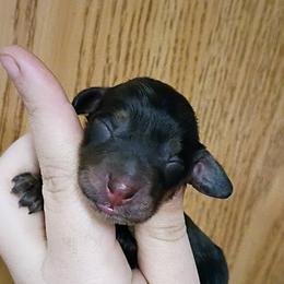 Sage - Black and tan female Dachshund puppy in Pasco, Washington from G & G Kennel