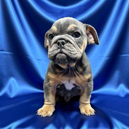 Bubba - Blue tri-color male Bulldog puppy in Amarillo, Texas from Bomb City Bulldogs