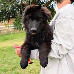 Girl 6 LP - Black female German Shepherd puppy in Stockton, California from Zaragoza German Shepherds