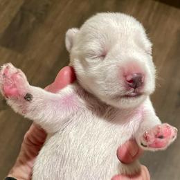 Merlin - White male Miniature Schnauzer puppy in Interlachen, Florida from Pam's Schnauzers