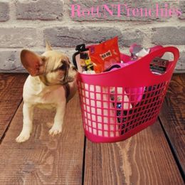 French Bulldog and Rottweiler Puppies from Rott'N'Frenchies