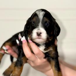Blueberry - Phantom male Goldendoodle puppy in Beecher, Illinois from Erica’s Doodles