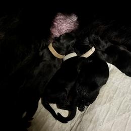 First Pick girl - Black female German Shepherd puppy in Elkmont, Alabama from Oakmont Shepherds