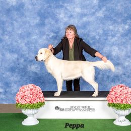 Peppa - Golden Retriever