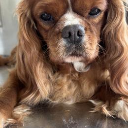 Cammy - Cavalier King Charles Spaniel