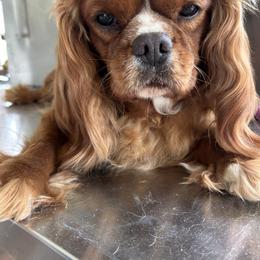 Cammy - Cavalier King Charles Spaniel