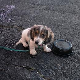 Truffle - Dapple male Dachshund puppy in Evansville, Indiana from Pixie Dust Dachshunds