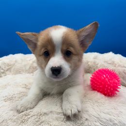 Dixie - Fawn female Pembroke Welsh Corgi puppy in Minooka, Illinois from Lucky J Corgis