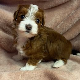 Dusty - Red male Havanese puppy in Maryville, Missouri from Dreamworks Havanese