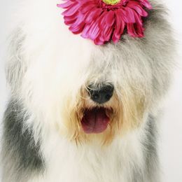 Old English Sheepdog All Grown Up from Lorie Douglas