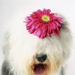 Old English Sheepdog All Grown Up from Lorie Douglas
